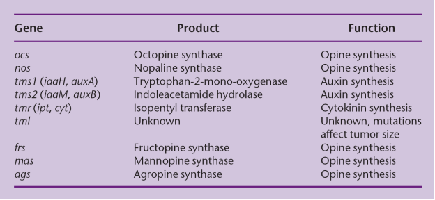 Functions of some T-DNA genes in A. tumefaciens Ti plasmids