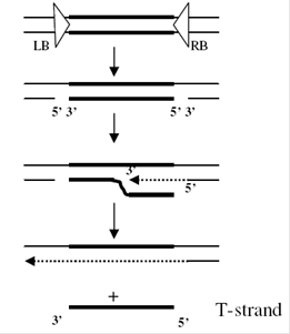 Generation of T-strand