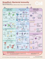 Bacterial Immunity