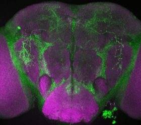 Expression patterns of Gal4 lines (UAS-mCD8::GFP) ectopically expressing nur in various subsets of neurons in the brain